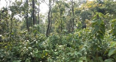 वन क्षेत्र के हिसाब से भारत 10वां सबसे बड़ा देश : आर्थिक सर्वेक्षण