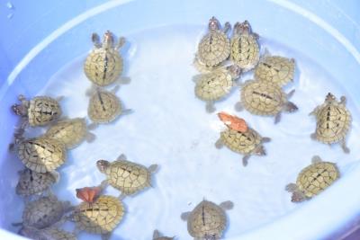 World Turtle Day: Hundreds of hatchlings released in Chambal