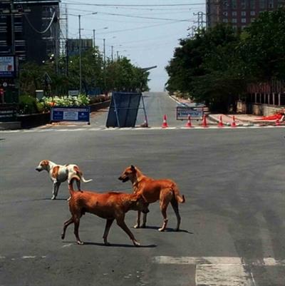  Stray dog attacks 24 people in Ayodhya in a day