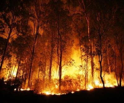 Fire in Pakistan's forest, Four died