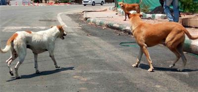 आवारा कुत्तों के हमले में 2 भाइयों की मौत