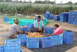 किसान ने टमाटर बेचकर 45 दिन में कमाए चार करोड़