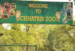 One of two cubs of tigress Gauri dies