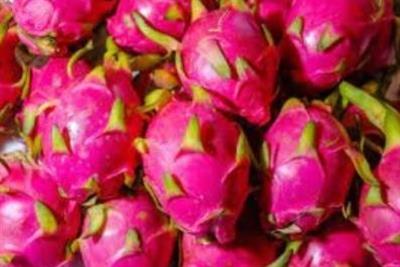 भारत ने दुबई को ड्रैगन फ्रूट की पहली खेप निर्यात की
