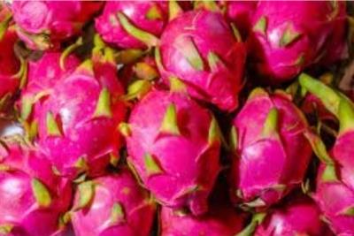  India exports first consignment of dragon fruit to Dubai